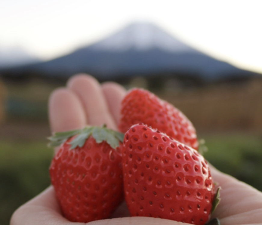 富士山アグリファーム_6487327